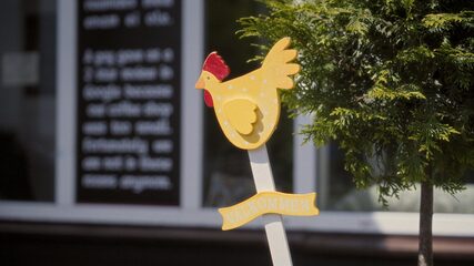 Tanel and chickens. Season 3. (thumbnail 21)